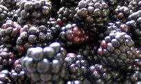 Cover photo for Growing Blackberries in the Home Garden