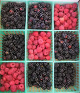 Image of caneberries