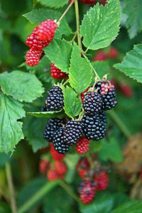 ripening berries