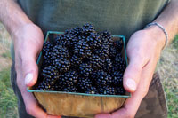 postharvest Postharvest handling of blackberries and raspberries is an important step to overall food safety and product quality.