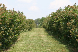 Cover photo for Southern Region Small Fruit Consortium 2014 Caneberry IPM Guide Now Available