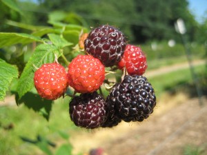Cover photo for Black Raspberry Project Featured in Grower News