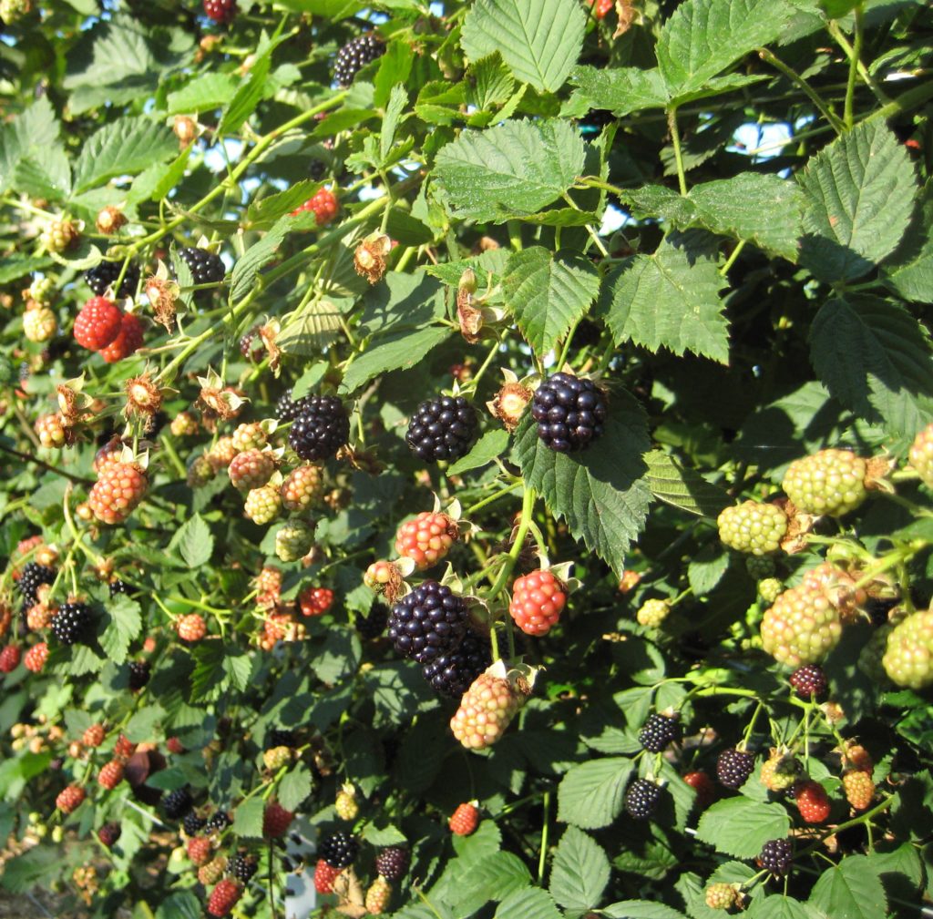 blackberries and raspberries