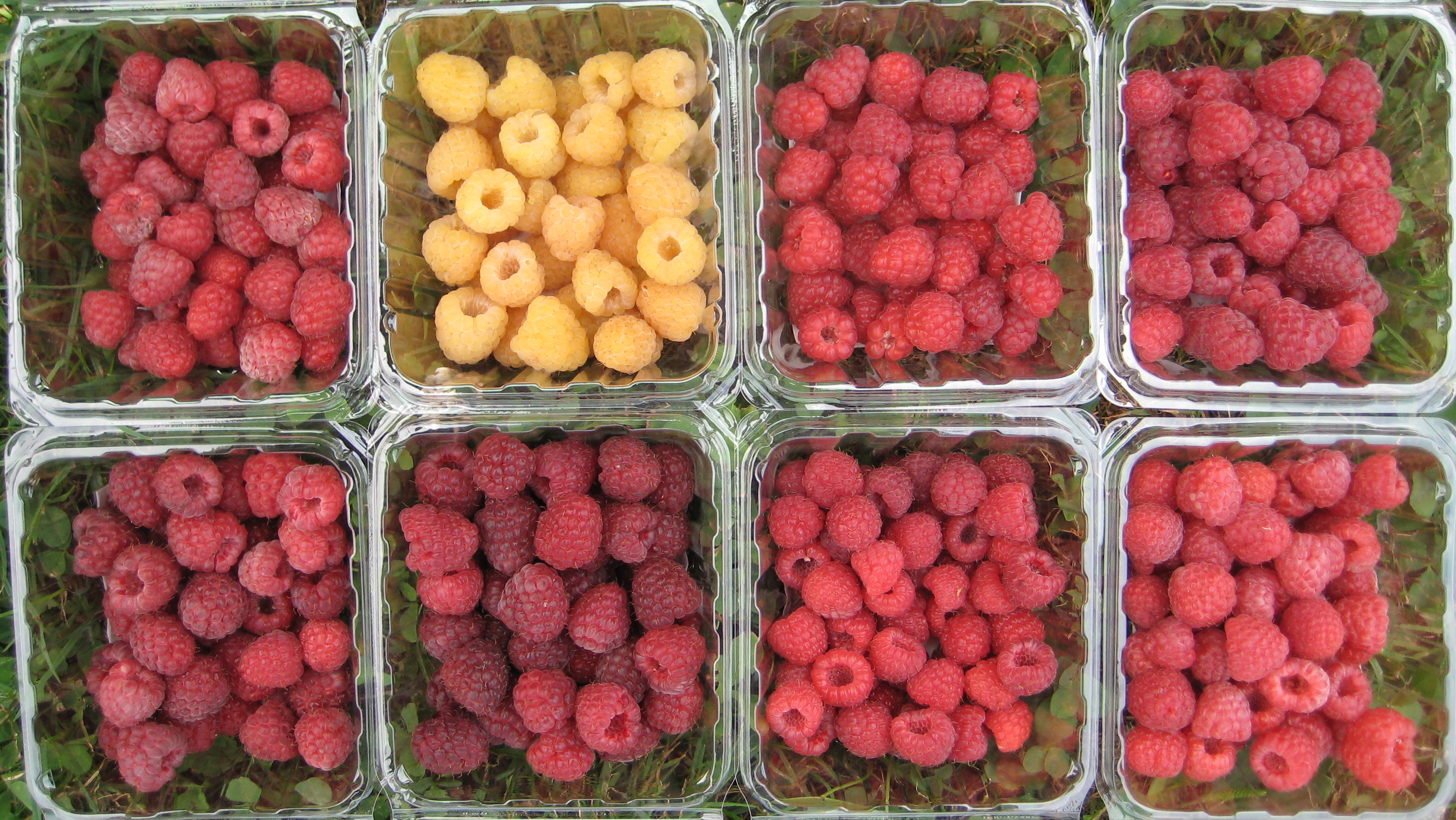 Raspberry Varieties Comparison - Raspberry